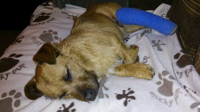 Pooch Rocky has been helped back to health following £900 of donations from concerned Facebook users. NFiEEpp9gOrqeJ3HchYw