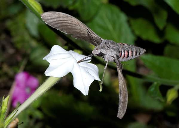 The Hawk-moth has a huge wing span and can hover over plants with precision to drink nectar