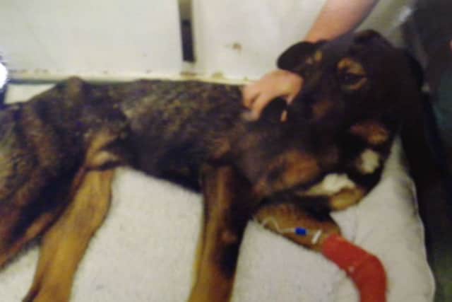Northampton Magistrates Court heard Danny Cohen, aged 24, allowed the weight of his two Husky/Rottweiller cross breeds, Conan and Cailen, to fall to a dangerously low level.