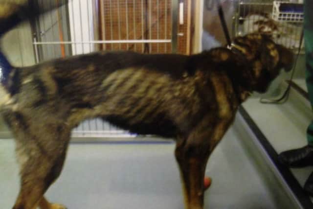 Northampton Magistrates Court heard Danny Cohen, aged 24, allowed the weight of his two Husky/Rottweiller cross breeds, Conan and Cailen, to fall to a dangerously low level.