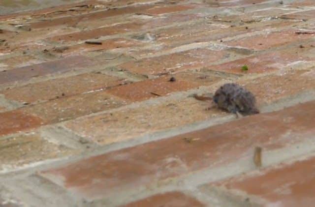 Helpless shrew trying to escape flood water. Picture and video via SWNS