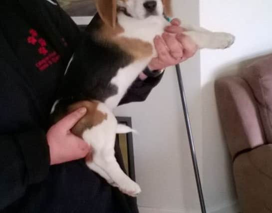 Beagle puppy Chloe who was recovered by Trading Standards officers in Northamptonshire