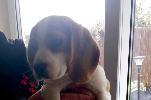 Beagle puppy Chloe who was recovered by Trading Standards officers in Northamptonshire