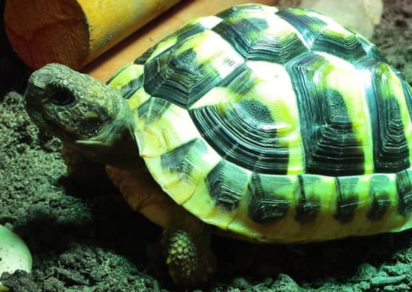 Target, the stolen tortoise