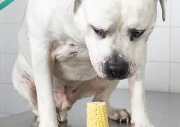 Hooch the American Bulldog is lucky to be alive after swallowing a corn on the cob