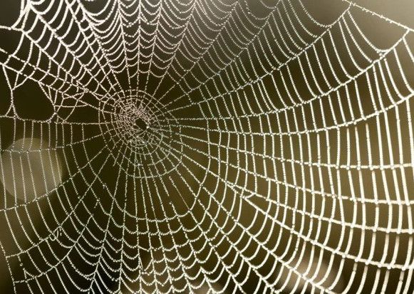 How to cope with spider season this September