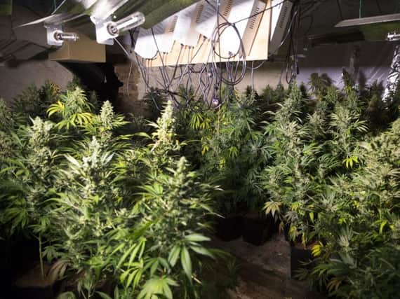 The house at The Elms, in Crick, contained over 1,000 cannabis plants.