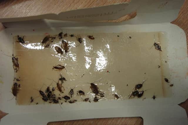 Officers found a sticky trap with cockroaches on it  some of which were still alive