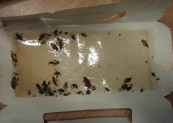 Officers found a sticky trap with cockroaches on it  some of which were still alive