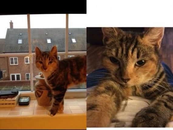 The six-year-old cat has not been seen since August Bank Holiday Monday