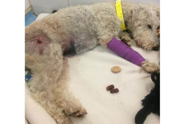 Millie suffered life-threatening injuries