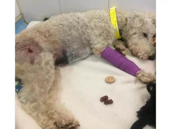 Julie Arnull's Lakeland terrier cross Millie suffered life-threatening injuries