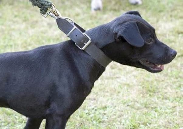 Stock image of a black Patterdale Terrier